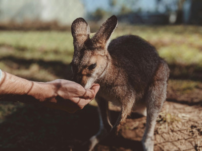 Help Thirsty Kangaroos